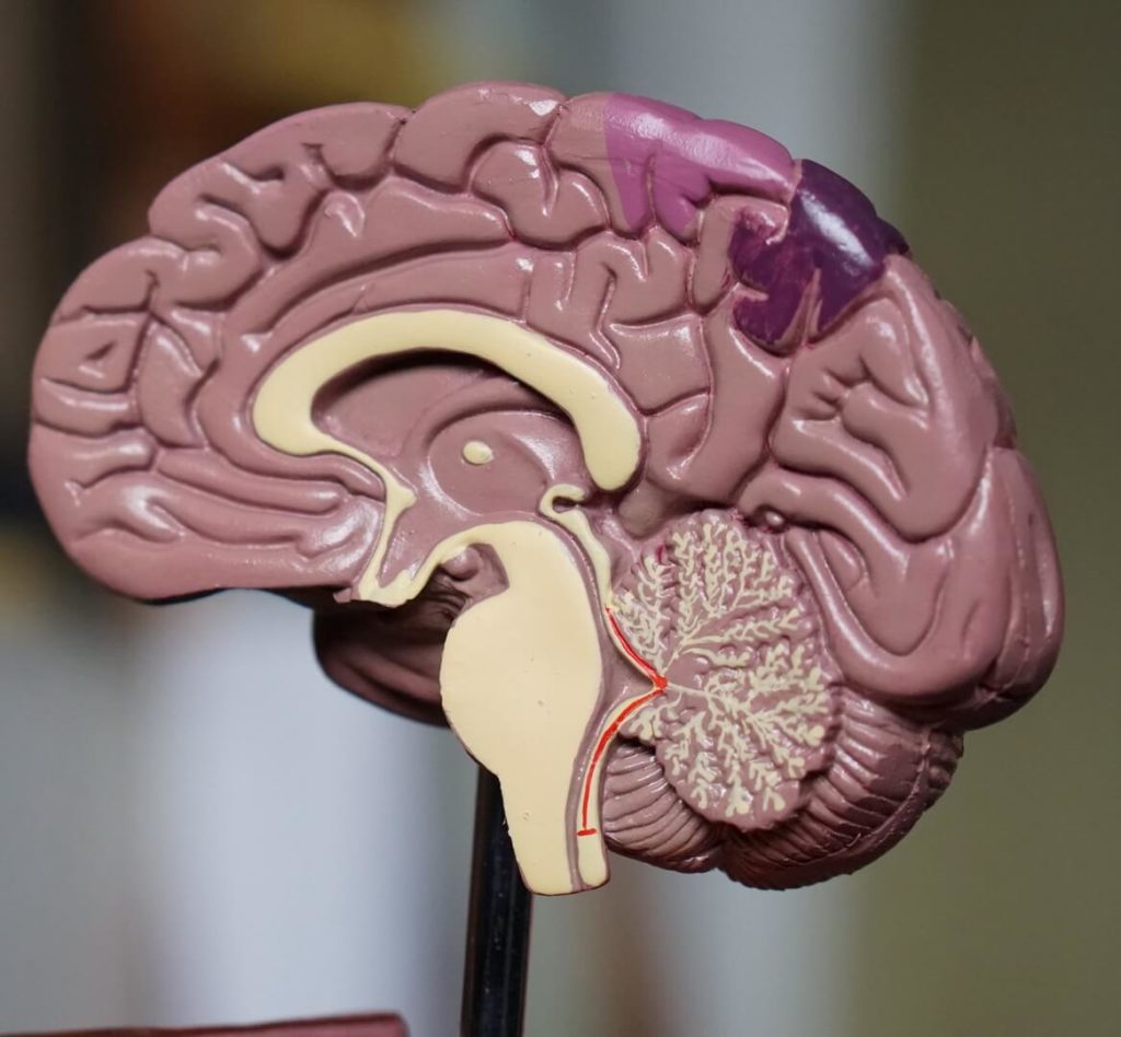 How Long Can Your Brain Go Without Oxygen?